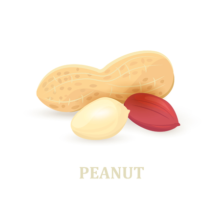 group of peanuts on white background for your designのイラスト素材