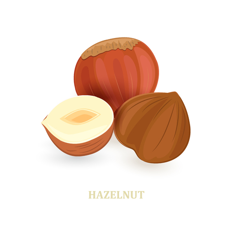 group of hazelnuts on white background for your designのイラスト素材