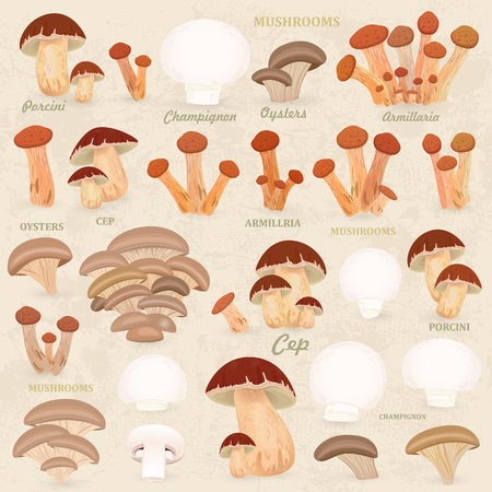 vintage collection of mushrooms for your designのイラスト素材