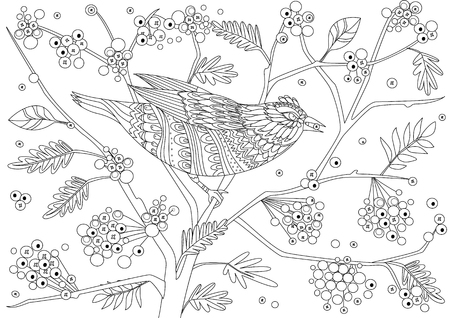Fancy bird on tree of rowan with bunches of berries for your coloring pageのイラスト素材