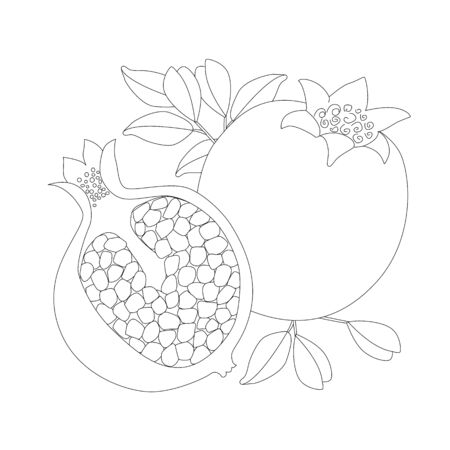 outlined whole pomegranate and slice with grains for your coloring bookのイラスト素材