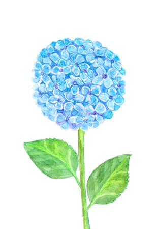 blue hydrangea flower with leaves and stalk isolated on white background. watercolor paintingの写真素材