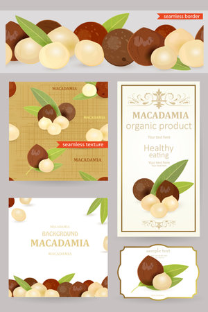 collection of package design element with macadamias. seamless texture, horizontal border of macadamia nuts with leaf. nutty vintage banner with group of kernel with shell and peeled with leaves.のイラスト素材