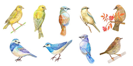 Collection of cute little birds. A yellow bird standing on a twig. Back view of an avian. A brown wild flying creature sitting on a branch of a rowan tree. A set of nice bluebirds. Watercolor paintingの写真素材