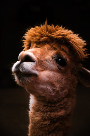 Portrait of a cute alpaca on a black background.の写真素材