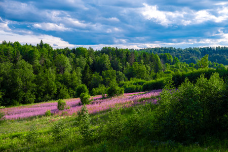 Summer landscape with blooming pink flowers in the field and forest.の写真素材