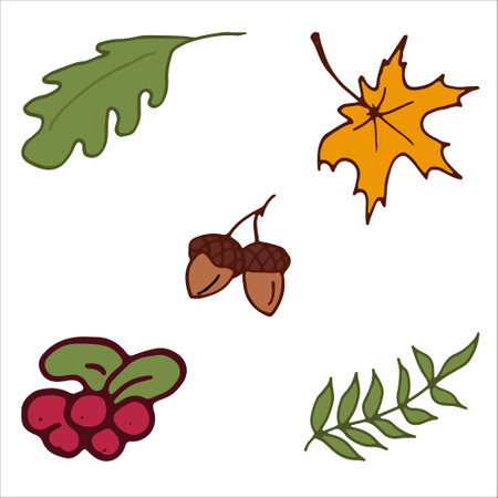 Autumn leaves, acorns, berries. Icons, stickers. Isolated Vector Illustration. Elements for coloring, printing, design illustrations in the style of outlineのイラスト素材