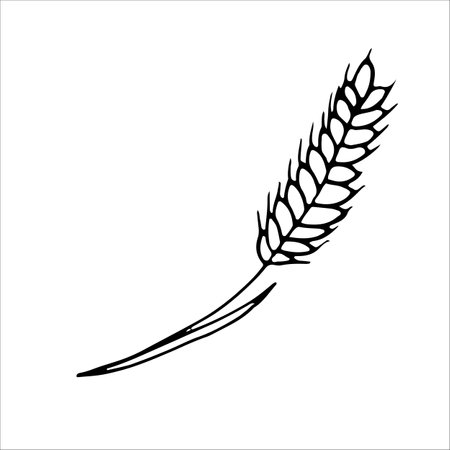 Ear of wheat. Coloring page, design element. Doodle style. vector illustration. Elements for cover, web, printing, design illustrations in the style of outlineのイラスト素材