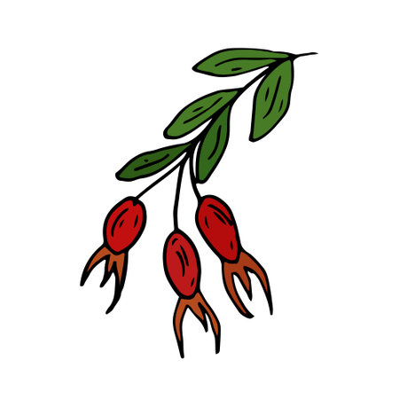 Rose hip Isolated doodle vector illustration. Concept of summer, fruits, berries and healthy food.のイラスト素材