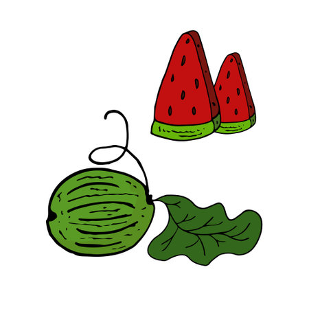 Watermelon Isolated doodle vector illustration. Concept of summer, fruits, berries and healthy food.のイラスト素材