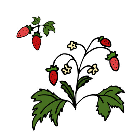 Wild Strawberry Isolated doodle vector illustration. Concept of summer, fruits, berries and healthy.のイラスト素材