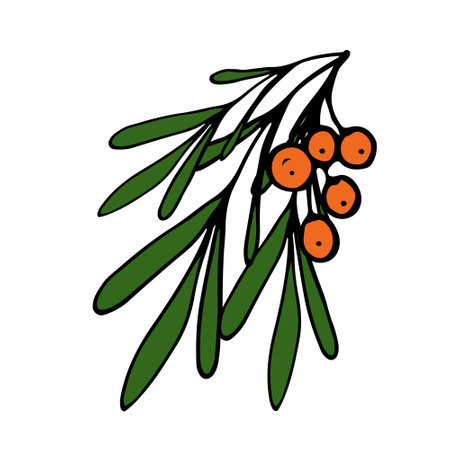 Sea buckthorn Isolated doodle vector illustration. Concept of summer, fruits, berries and healthy food.のイラスト素材