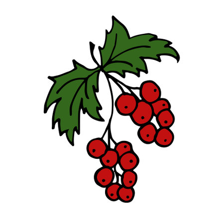 Red Ribes Isolated doodle vector illustration. Concept of summer, fruits, berries and healthy food.のイラスト素材