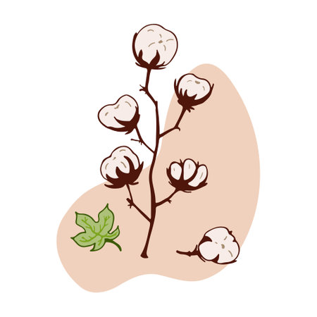 Cotton plant isolated vector illustration. Concept dried herbs. Stem, fluffy balls, leaf. Herbal theme. Hand drawn branches, beige abstract spot. Design element for natural and organic designs.のイラスト素材
