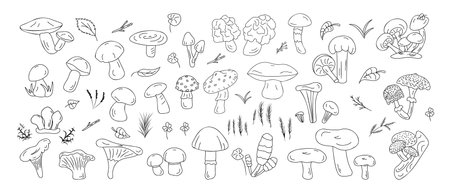Vector black line icons forest mushrooms edible and inedible different types. Forest herbs, leaves. Black assorted mushrooms for cover, print, book decoration, postcard stickers web elementのイラスト素材