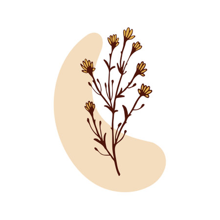 Chamomile plant isolated vector illustration. Concept dried herbs. Stem leaf. Botany, Herbal theme. Hand drawn branches, beige abstract spot. Design element for natural and organic designs.のイラスト素材