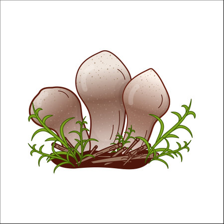 Champignon, puffball mushroom vector isolated illustration. Theme of plants, botanists in cartoon. Design element for theme forest mushrooms, menu, ingredients, recipes, organic products, etc.のイラスト素材