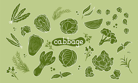 Set different green Cabbage vector illustration. Design for kale day, healthy food, day, recipes. Colorful cartoon assorted cabbage for cover, print, book decoration, postcard, stickers, web elementのイラスト素材