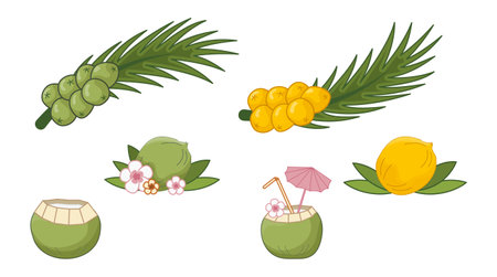 Yellow and green coconuts vector illustration. Palm leaves with yellow and green fruits. Coconut cocktail with straw, tropical flowers, umbrella.のイラスト素材
