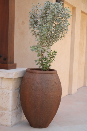 Decorative plant in a clay potの写真素材