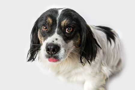 Dog on white backgroundの写真素材