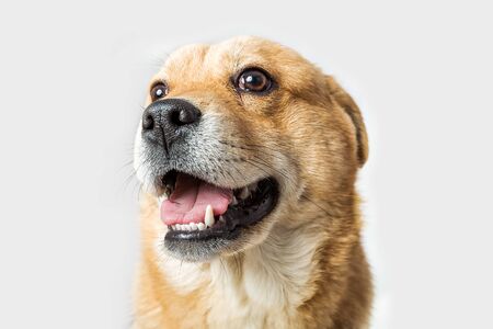 Dog on white backgroundの写真素材