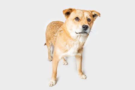 Dog on white backgroundの写真素材