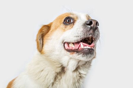 Dog on white backgroundの写真素材