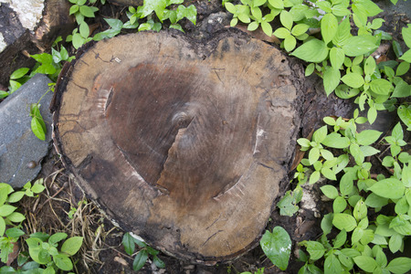 Tree stump in the park. Shape of the heart.