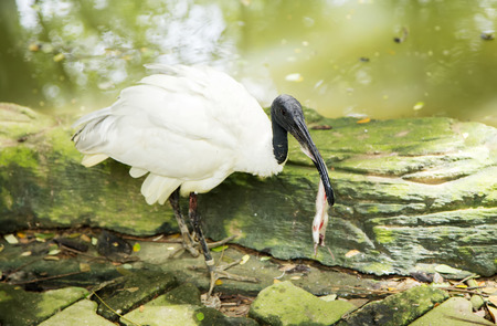 Black-necked storkの写真素材