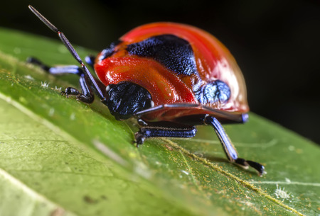 Red Ladybug on Green Leaf