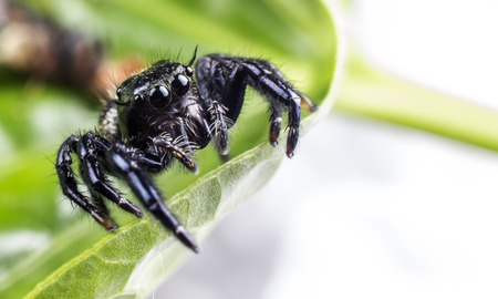 hyllus diardi Jumping spiders of Thailandの写真素材