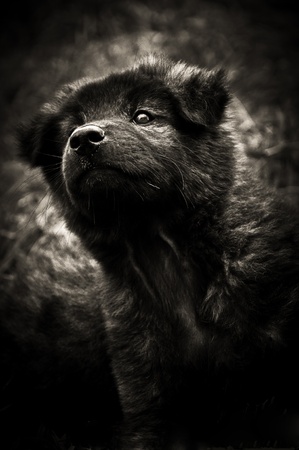 dogの写真素材