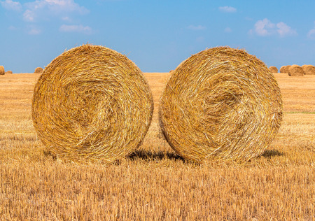 Hay bales on the fieldの写真素材