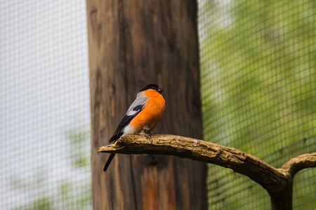 Buatiful bird with orange chest on branch in Prague zoo, Czech republicの写真素材