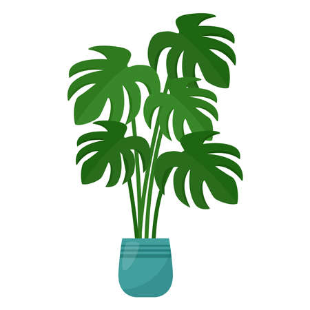 Monstera houseplant in flower pot on white background, vector illustration.のイラスト素材