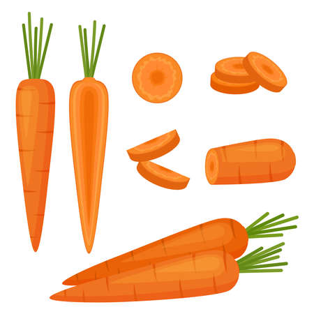 Carrot, whole vegetable, half and slices, vector illustrationのイラスト素材