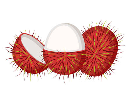 Rambutan, whole fruit and open, vector illustrationのイラスト素材