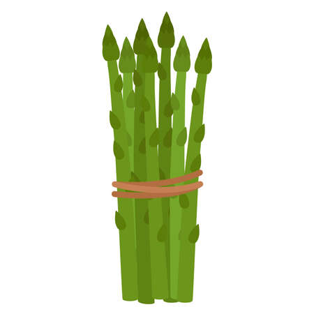 Green asparagus. Tied in bunch ripe asparagus, vector illustrationのイラスト素材