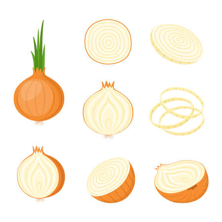 Onion, whole and cut. Farm vegetables, vector illustrationのイラスト素材