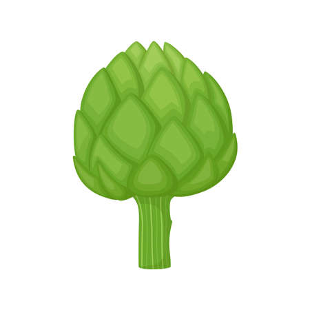 Green artichoke on white background. Healthy food, vector illustrationのイラスト素材