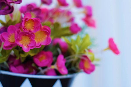 Pink Flowerの写真素材
