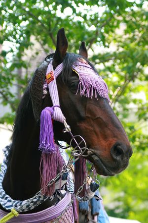 A Japanese Samuria horse dressed in traditional styleの写真素材