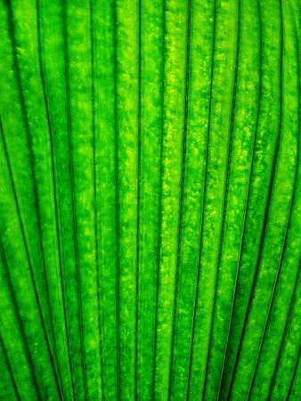 A background texture based on a leafy palm frongの写真素材