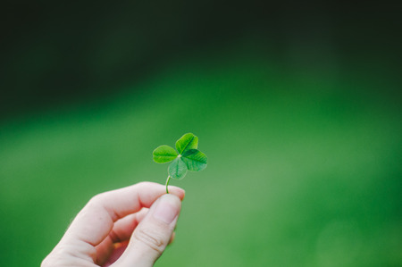 Lucky Four Leaf Cloverの写真素材