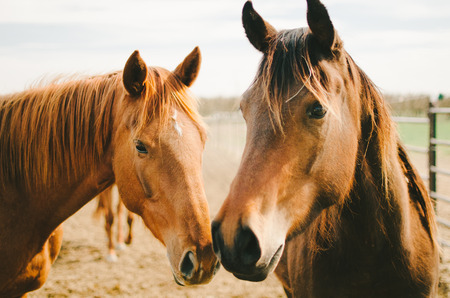 Horse Friendsの写真素材