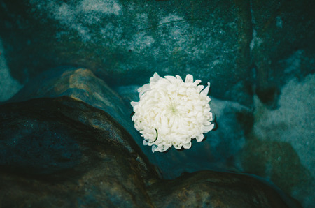 Floating White Mumの写真素材