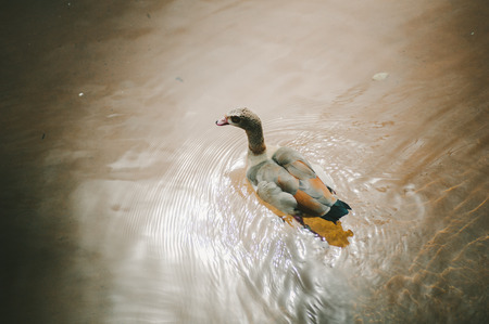 Brown  Gray Duck in Pondの写真素材