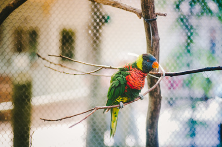 Lorikeet on Branchの写真素材