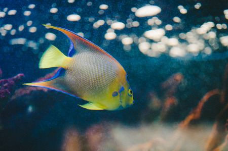 Neon Yellow Fishの写真素材